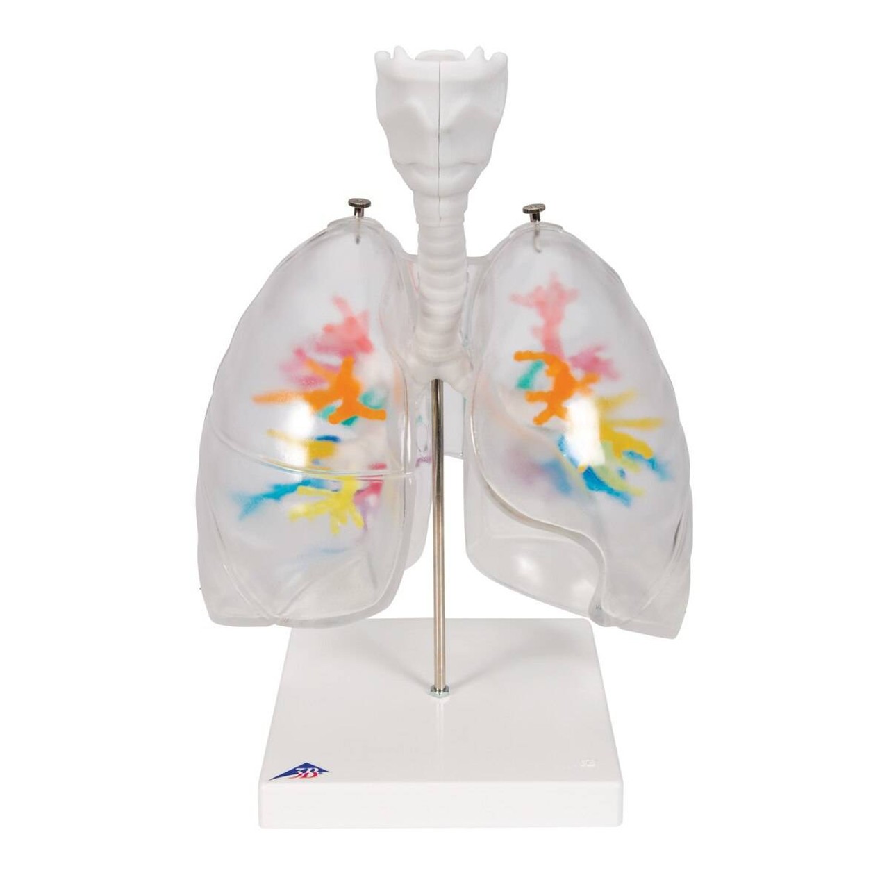 Bronchial Tree Model with Larynx and Transparent Lungs