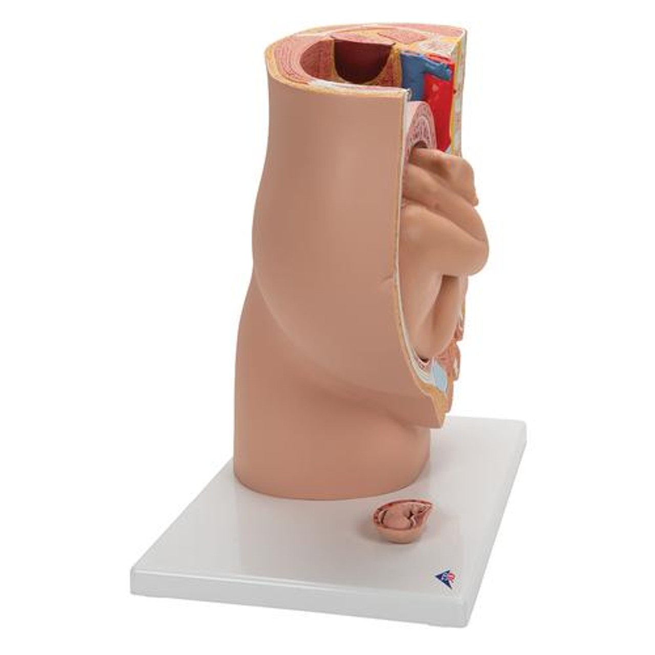 Pregnancy Pelvis Anatomy Model 3 Parts