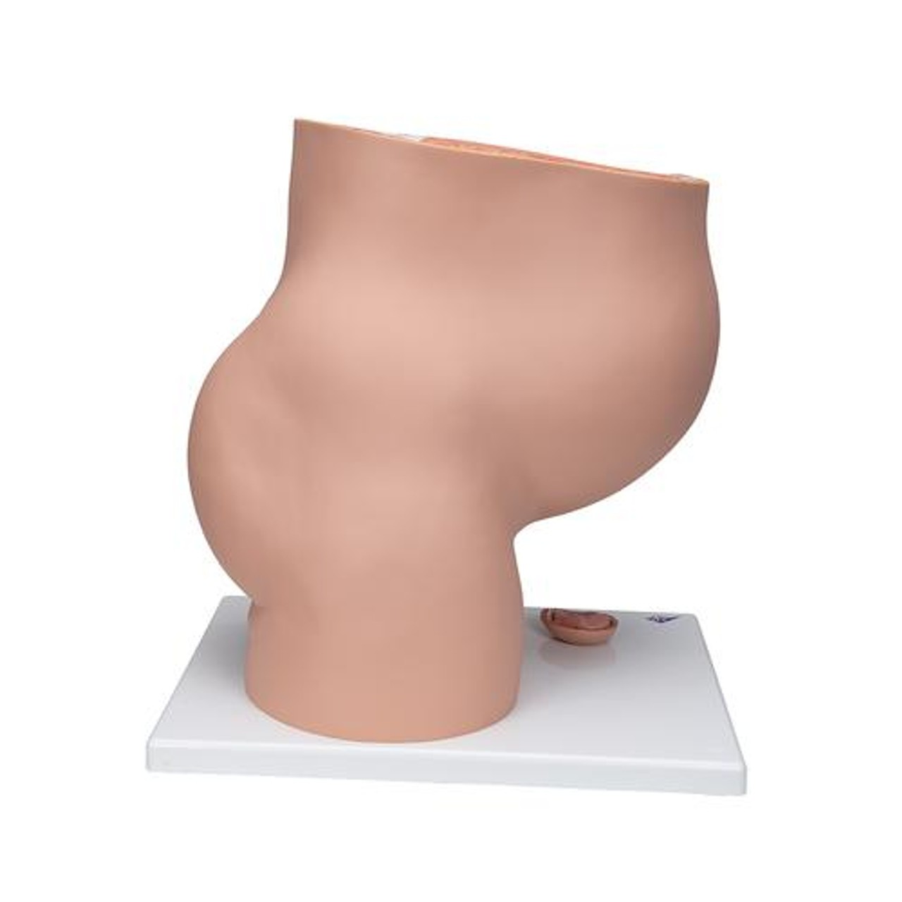 Pregnancy Pelvis Anatomy Model 3 Parts