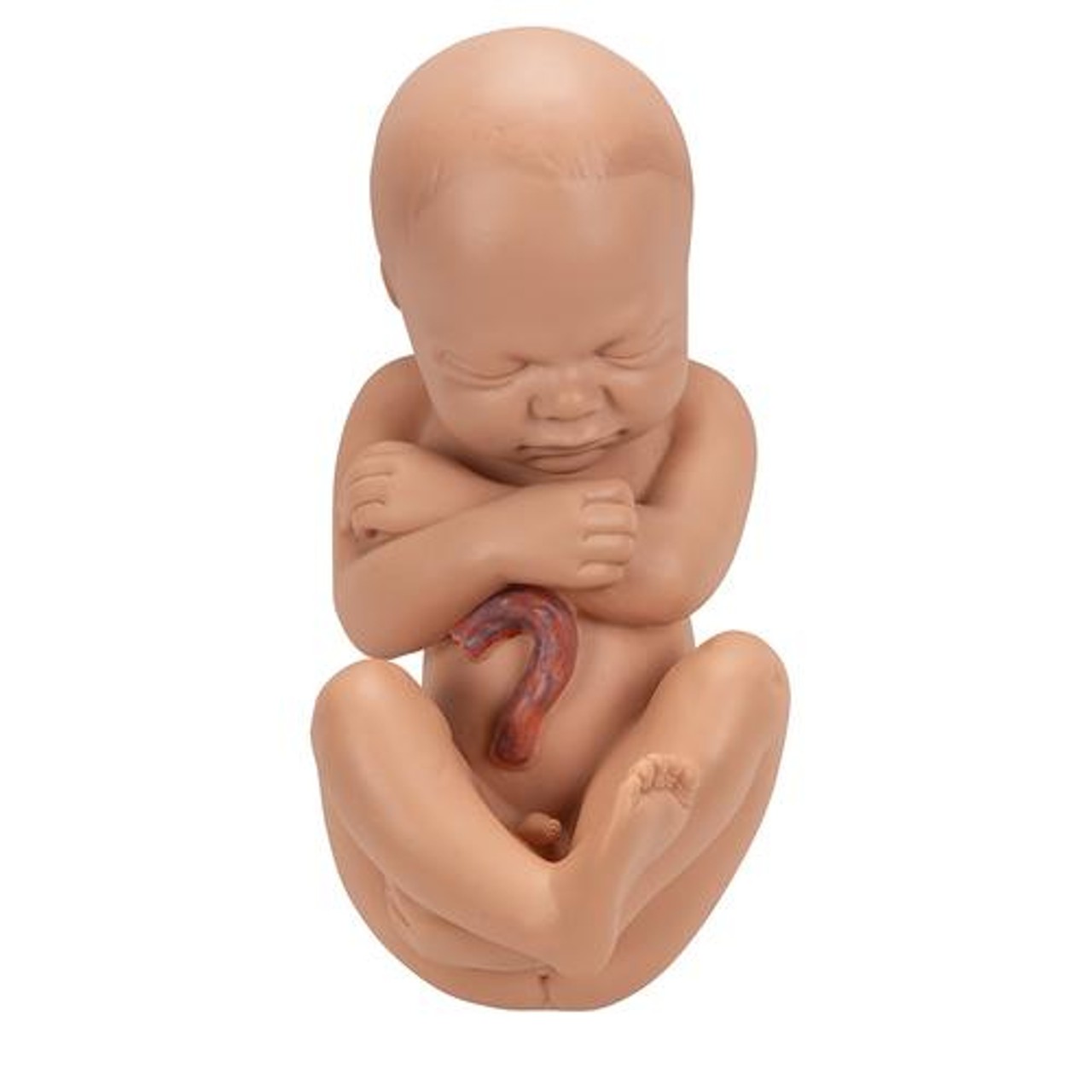 Pregnancy Pelvis Anatomy Model 3 Parts