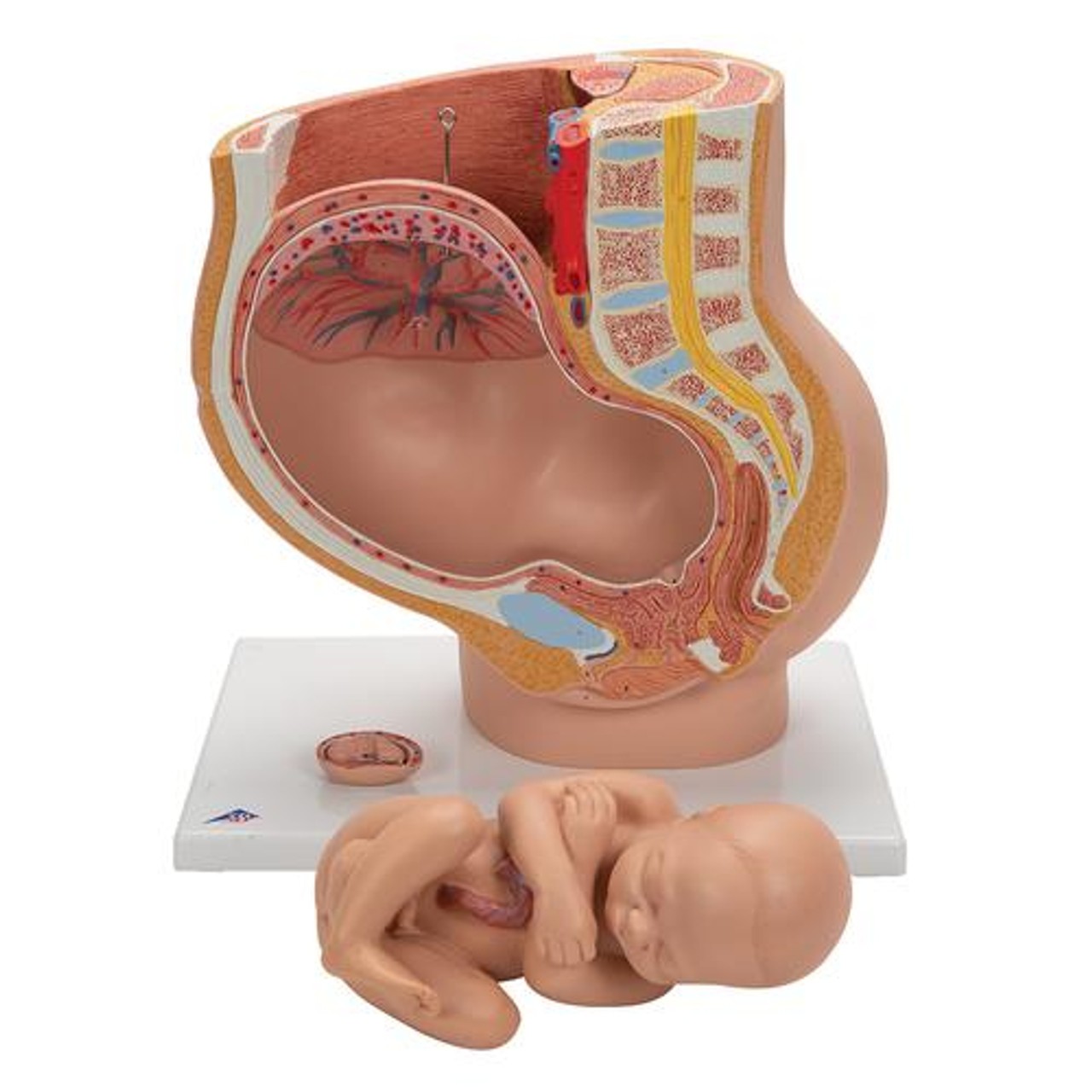 Pregnancy Pelvis Anatomy Model 3 Parts
