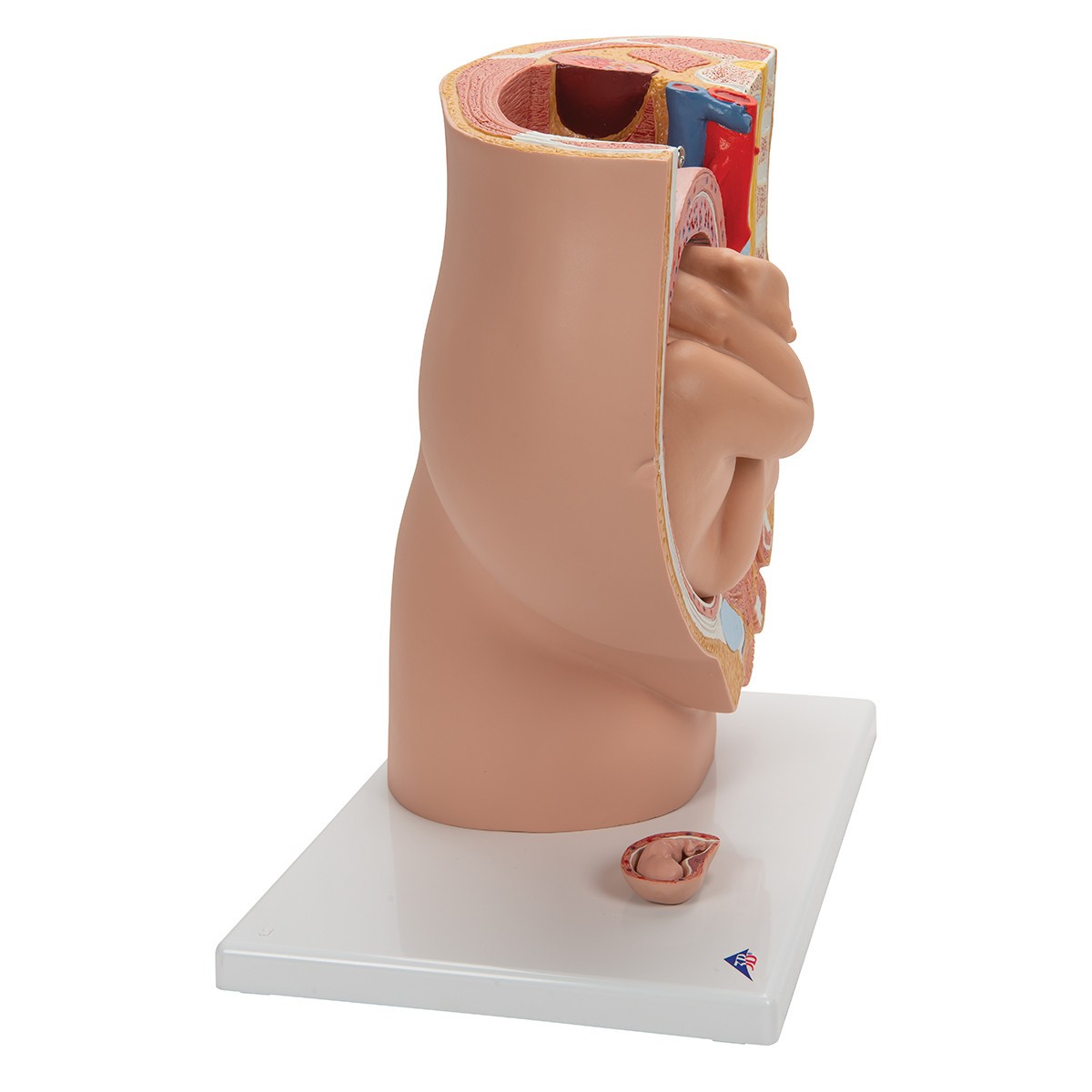Pregnancy Pelvis Anatomy Model 3 Parts