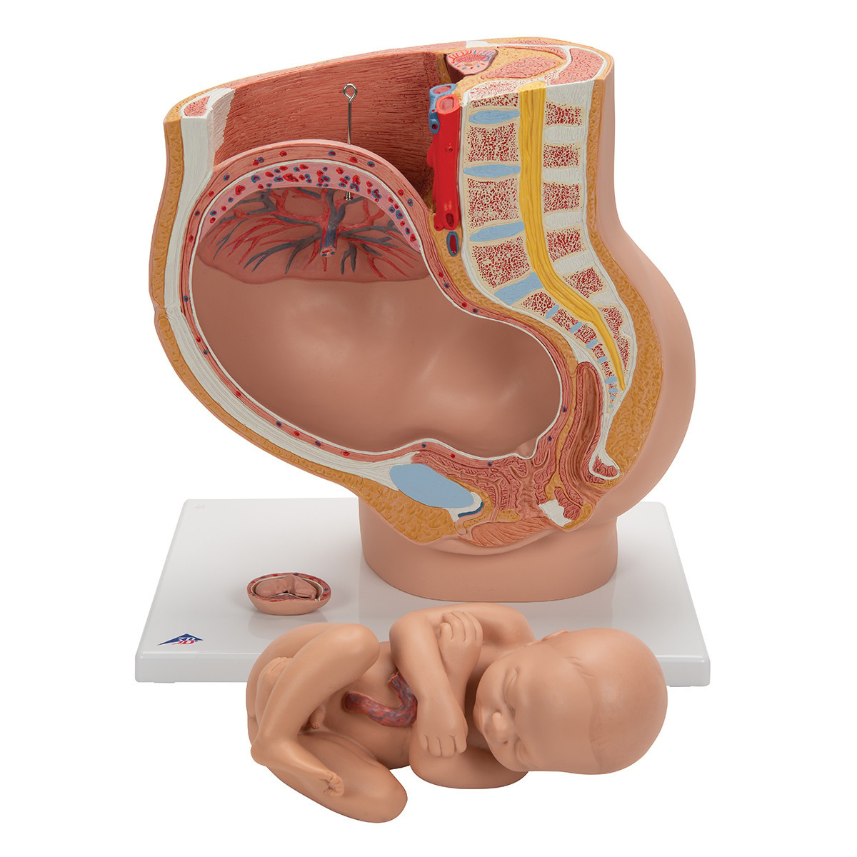 Pregnancy Pelvis Anatomy Model 3 Parts