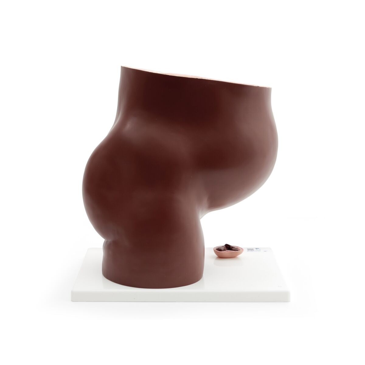 Pregnancy Pelvis Model with 40-Week Fetus, 3-Parts, Dark Skin