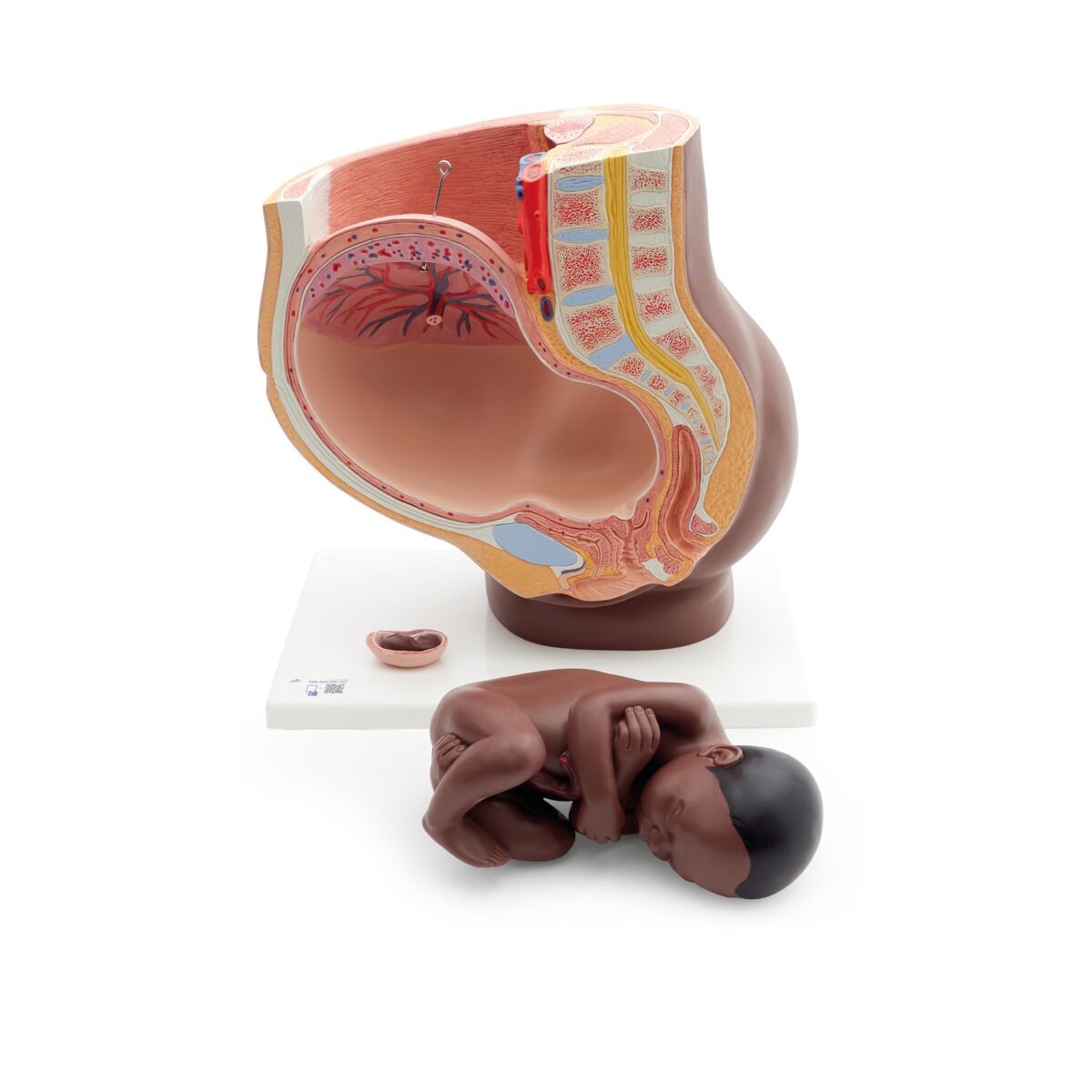 Pregnancy Pelvis Model with 40-Week Fetus, 3-Parts, Dark Skin