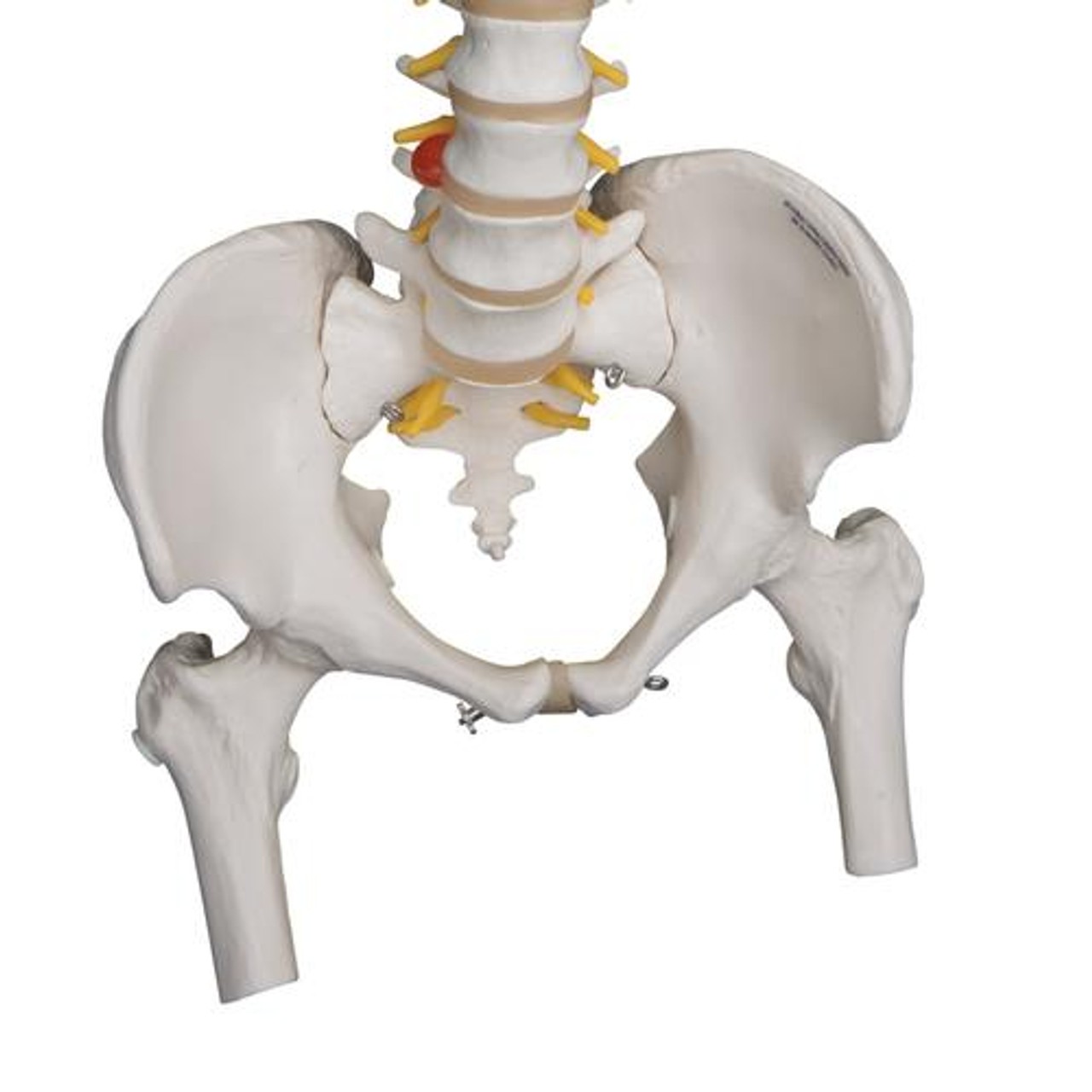 Highly Flexible Spine Anatomy Model With Femur Heads