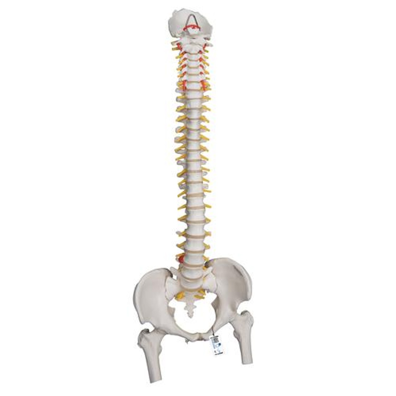 Highly Flexible Spine Anatomy Model With Femur Heads