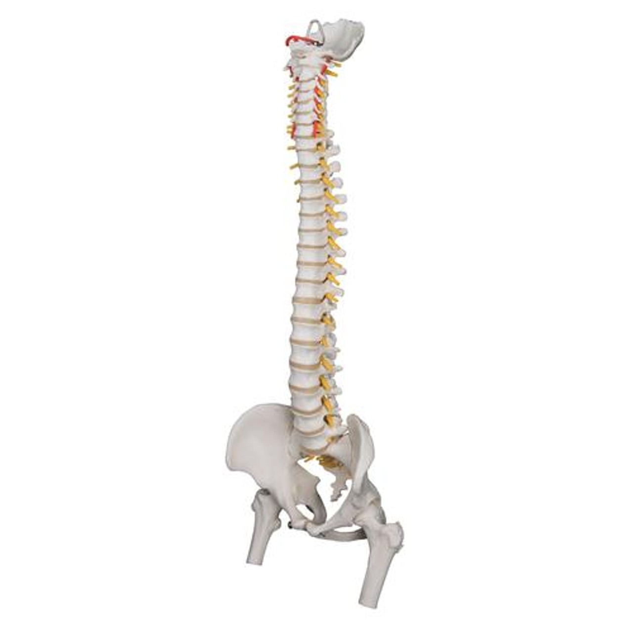 Highly Flexible Spine Anatomy Model With Femur Heads