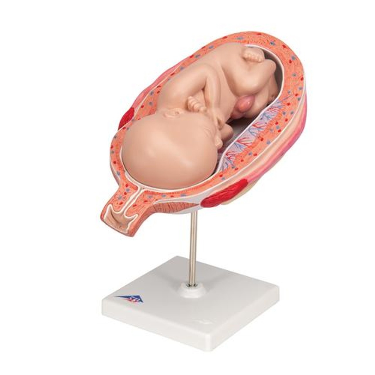 7th Month Fetus Anatomy Model