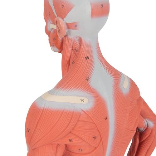 3B Scientific Mini Muscular Figure Anatomy Model (1/3 Life-Size