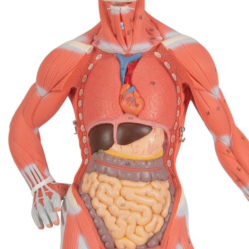 3B Scientific Mini Muscular Figure Anatomy Model (1/3 Life-Size