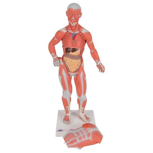 3B Scientific Mini Muscular Figure Anatomy Model (1/3 Life-Size
