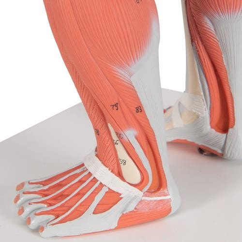 3B Scientific Mini Muscular Figure Anatomy Model (1/3 Life-Size