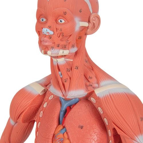 3B Scientific Mini Muscular Figure Anatomy Model (1/3 Life-Size