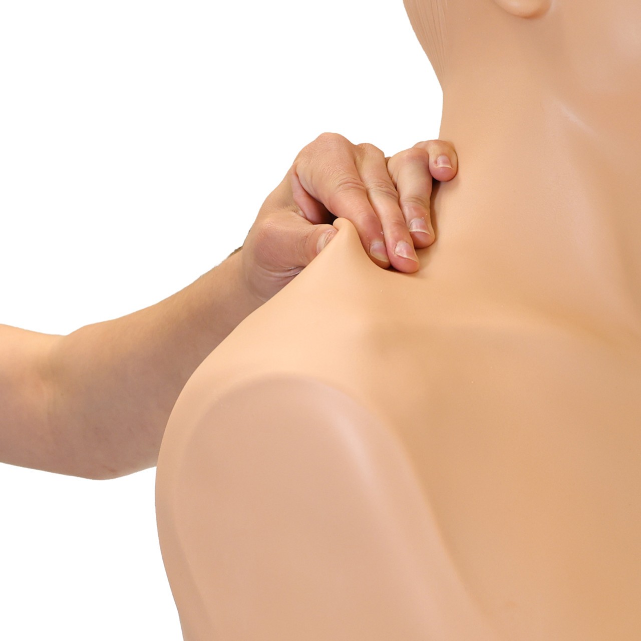 Anatomy Lab Thyroid Gland Examination Simulator