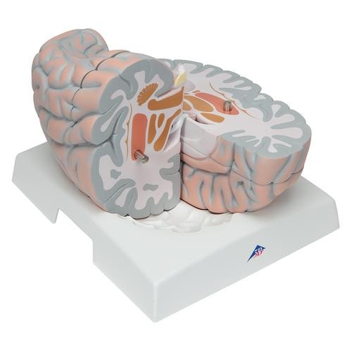 3B Scientific Giant Human Brain Anatomy Model (14 Parts) | Anatomy