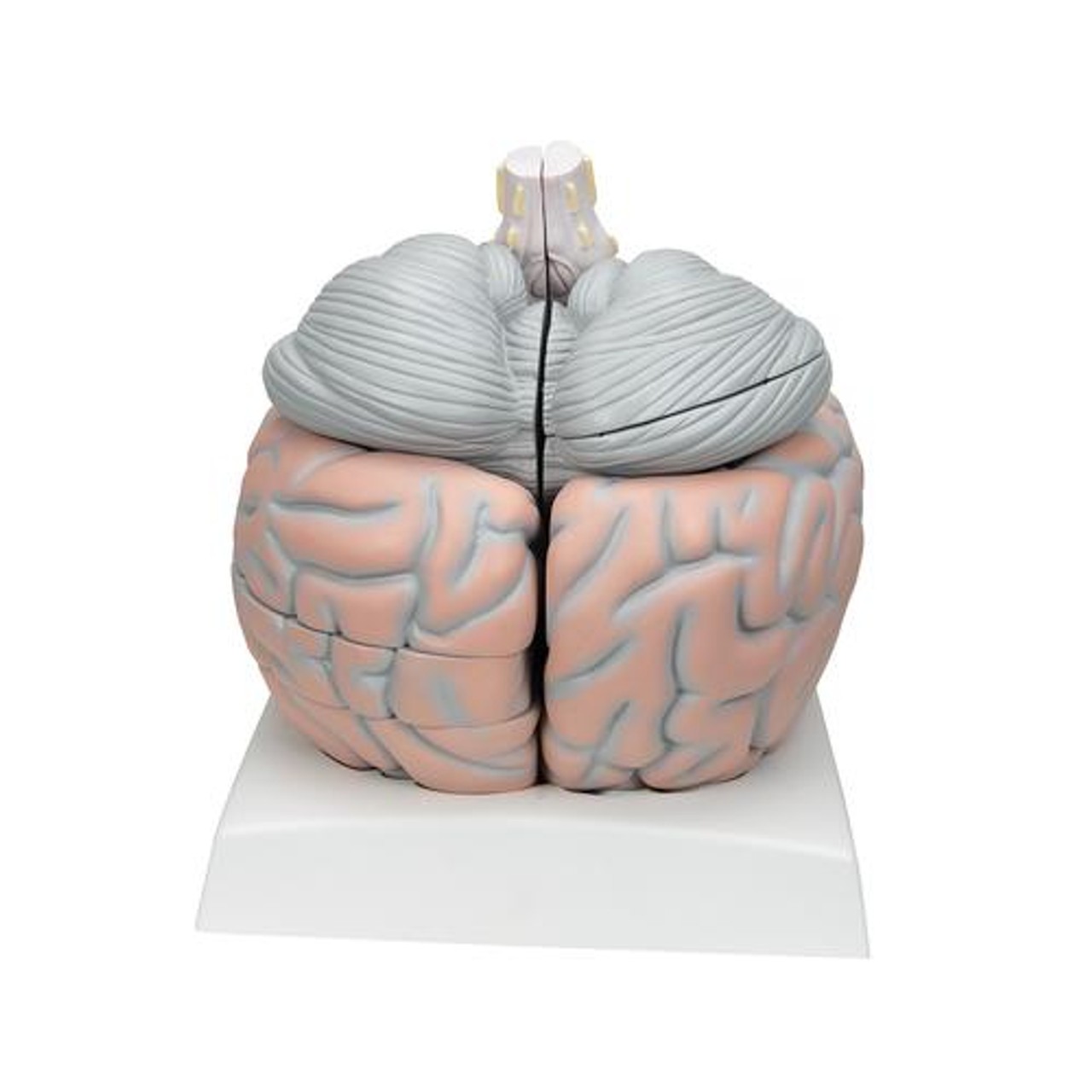 Giant Human Brain Anatomy Model 14 Parts