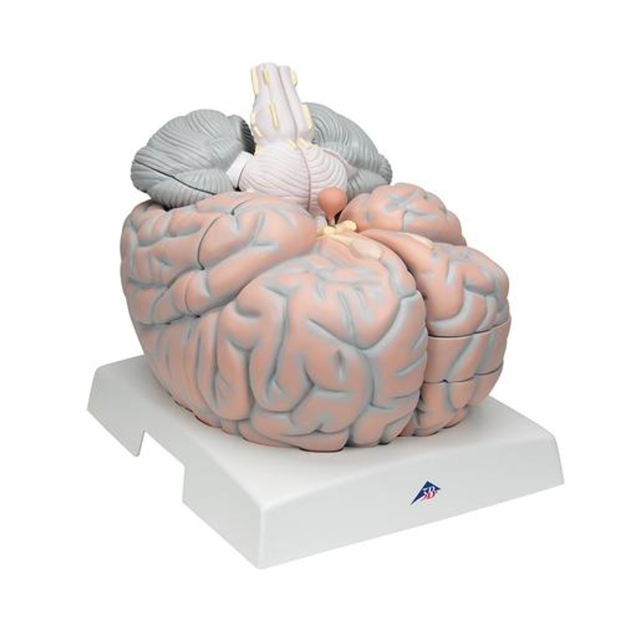 Giant Human Brain Anatomy Model 14 Parts