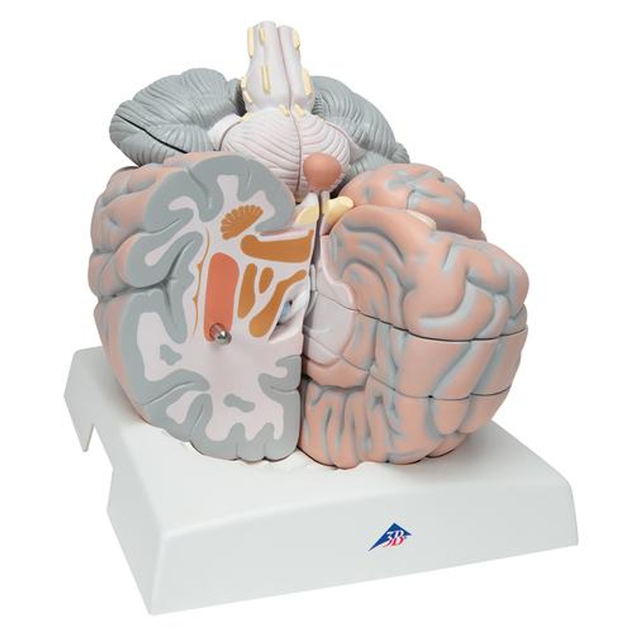 Giant Human Brain Anatomy Model 14 Parts