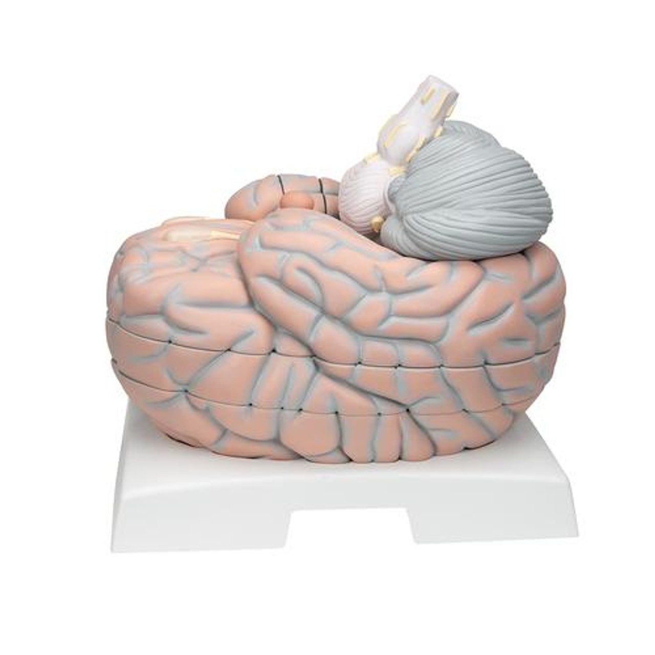 Giant Human Brain Anatomy Model 14 Parts