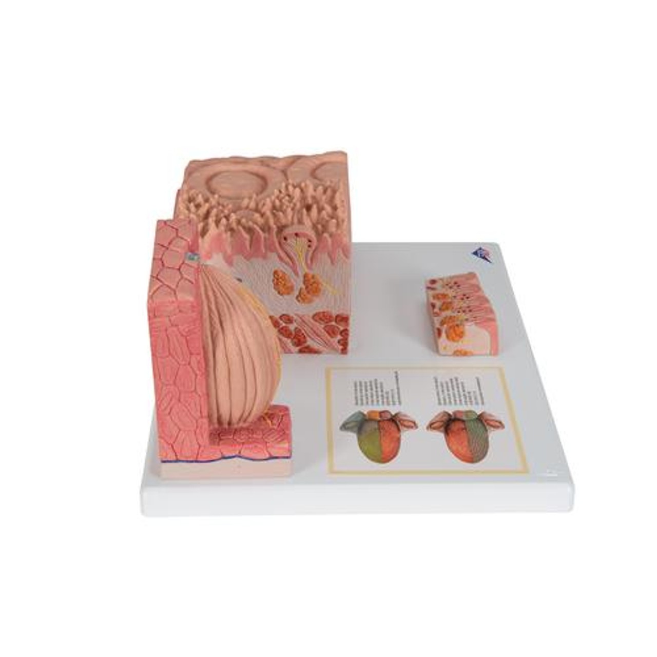 3B Microanatomy Tongue Anatomy Model