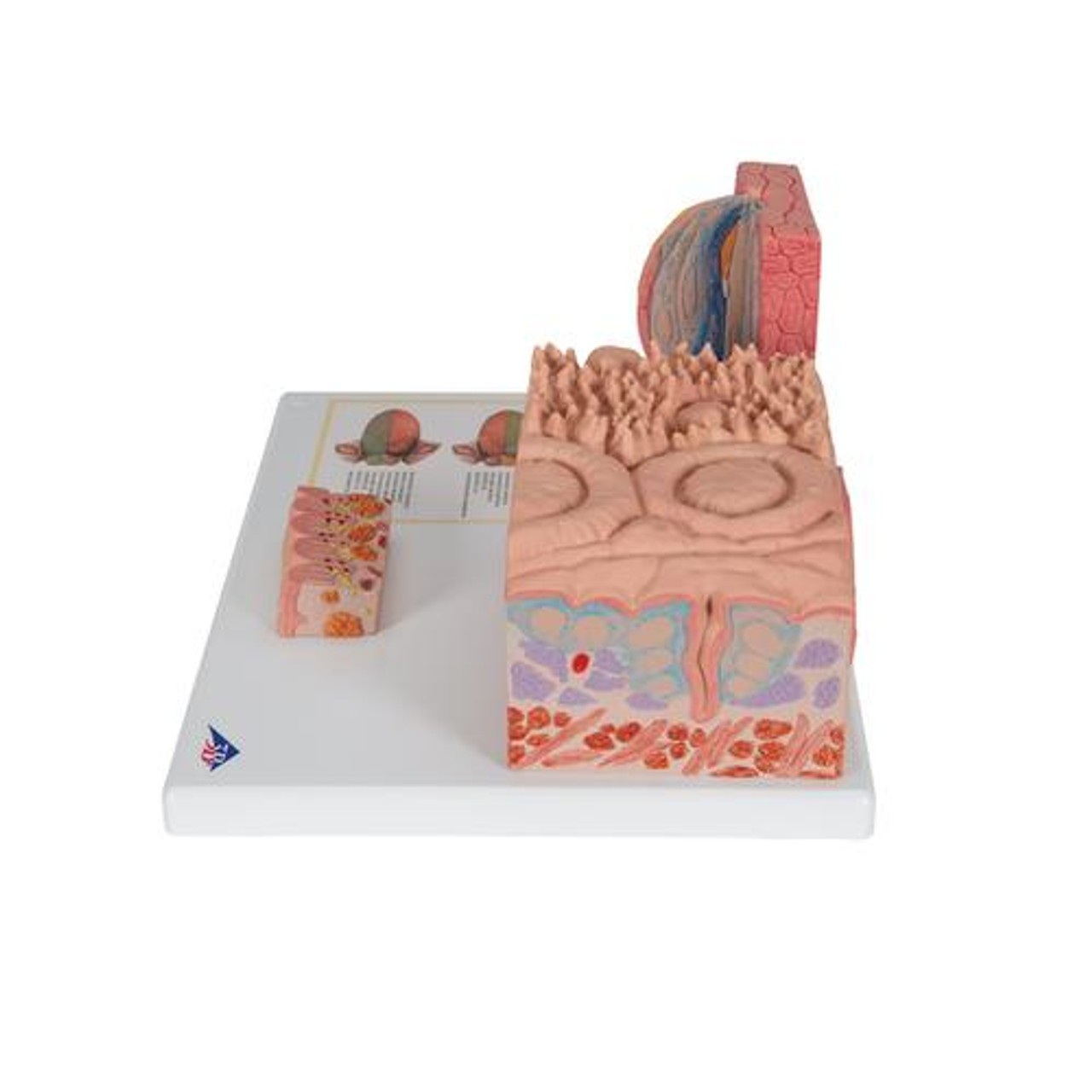 3B Microanatomy Tongue Anatomy Model