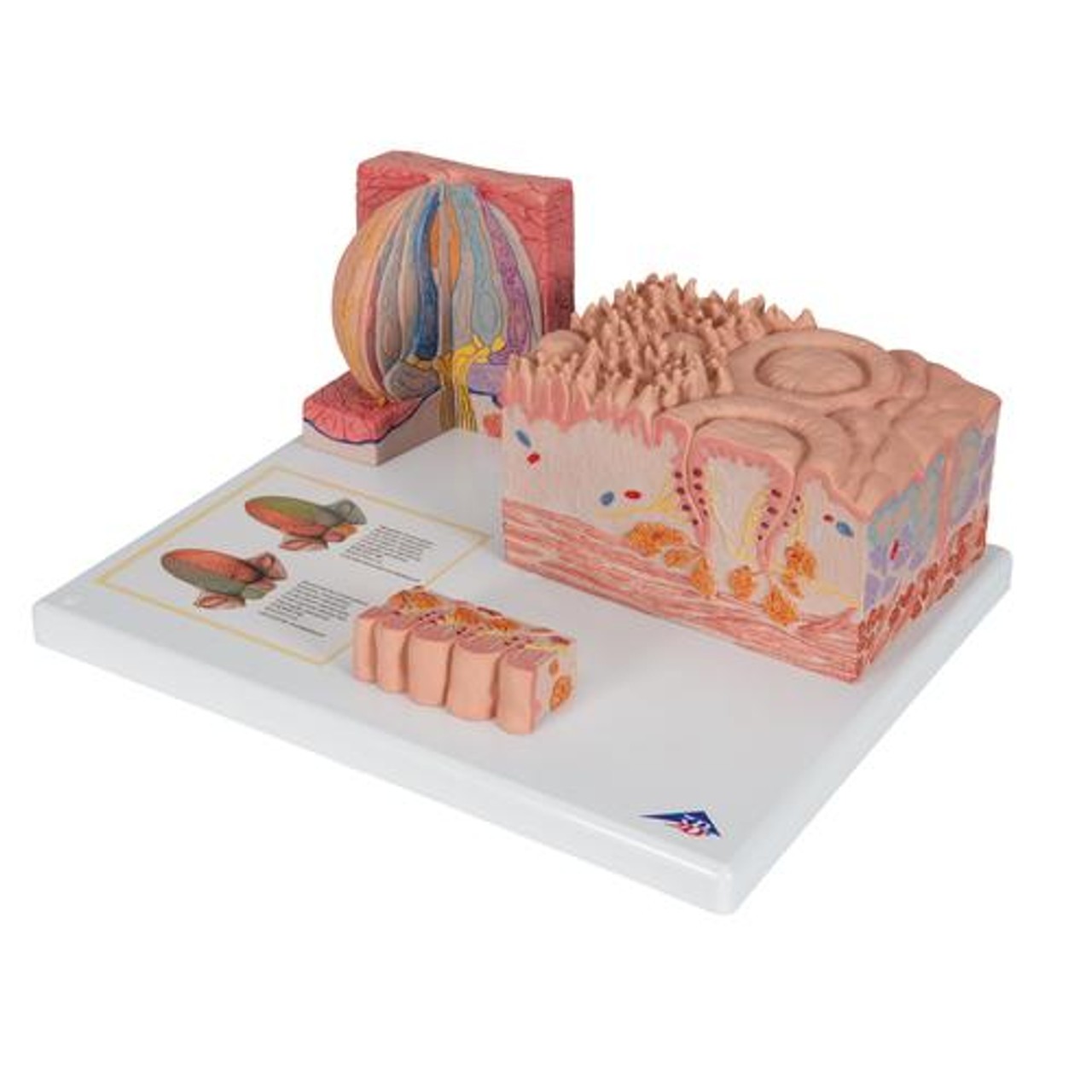 3B Microanatomy Tongue Anatomy Model