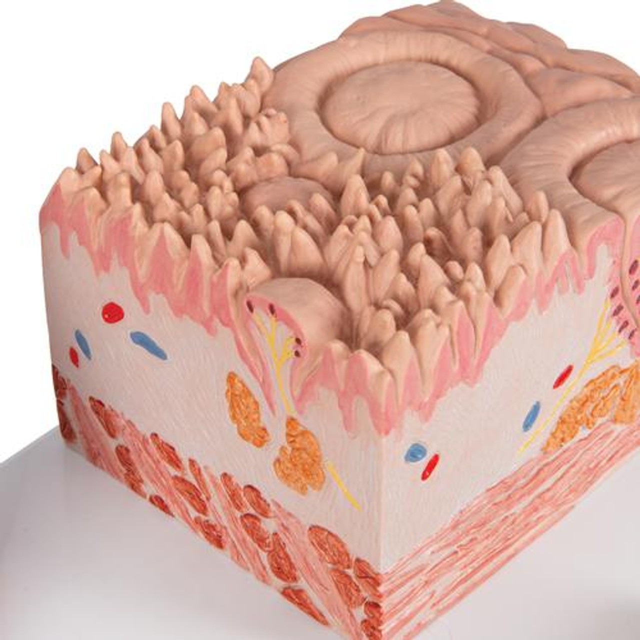 3B Microanatomy Tongue Anatomy Model