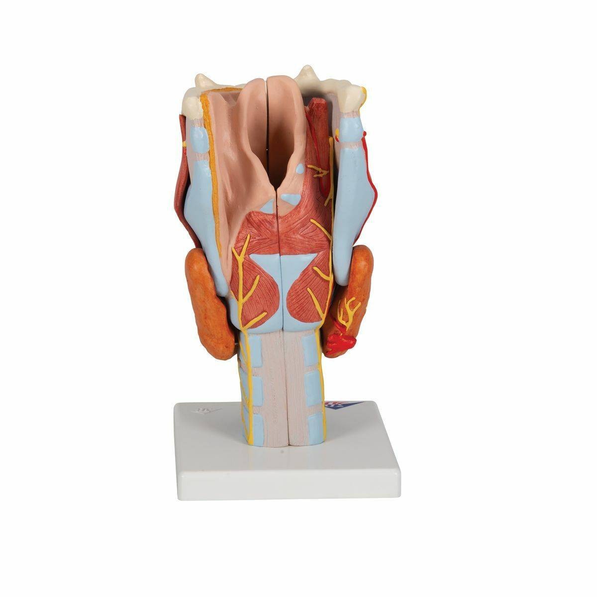 3B Scientific Larynx Anatomy Model (7 Parts) | Anatomy Warehouse