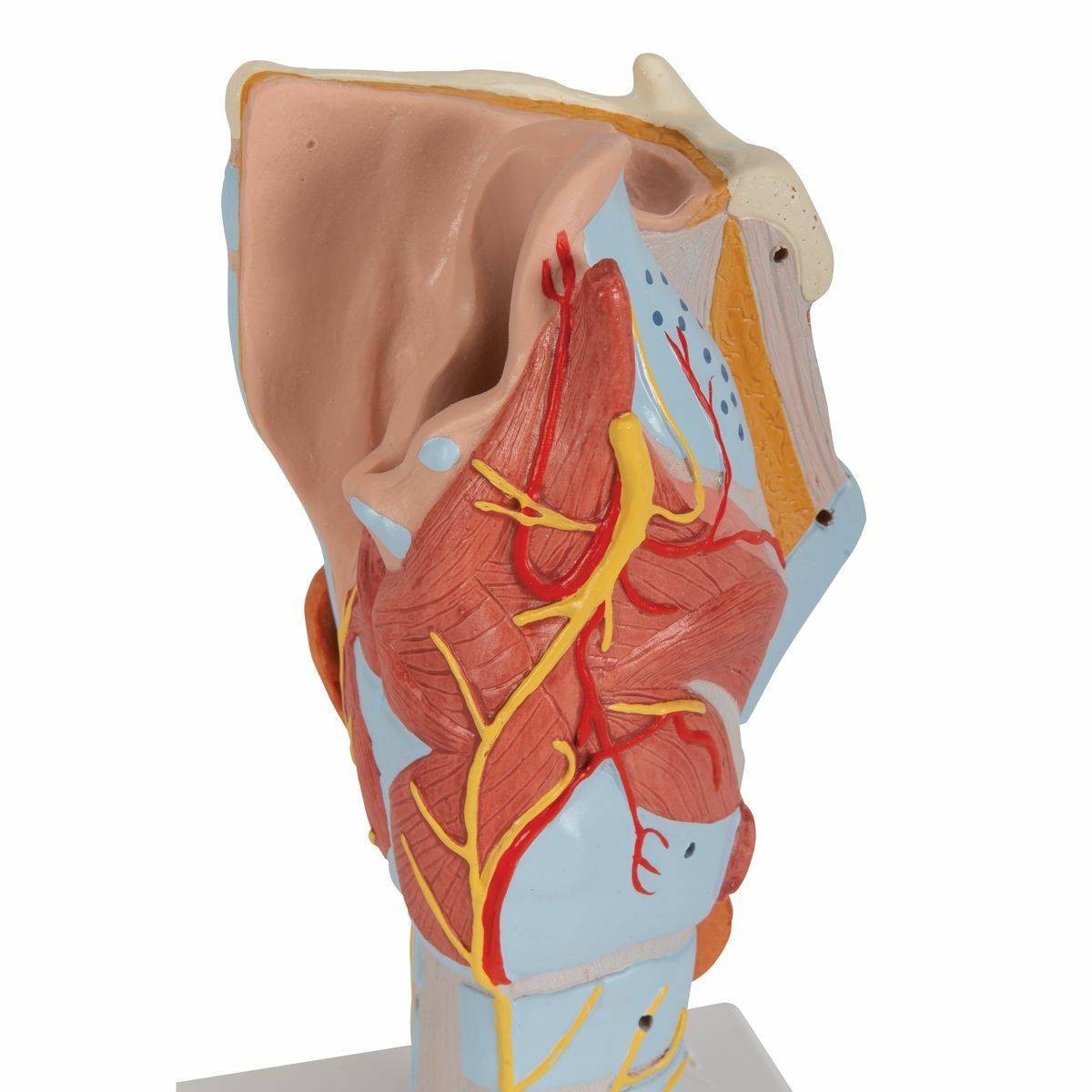 3B Scientific Larynx Anatomy Model (7 Parts) | Anatomy Warehouse