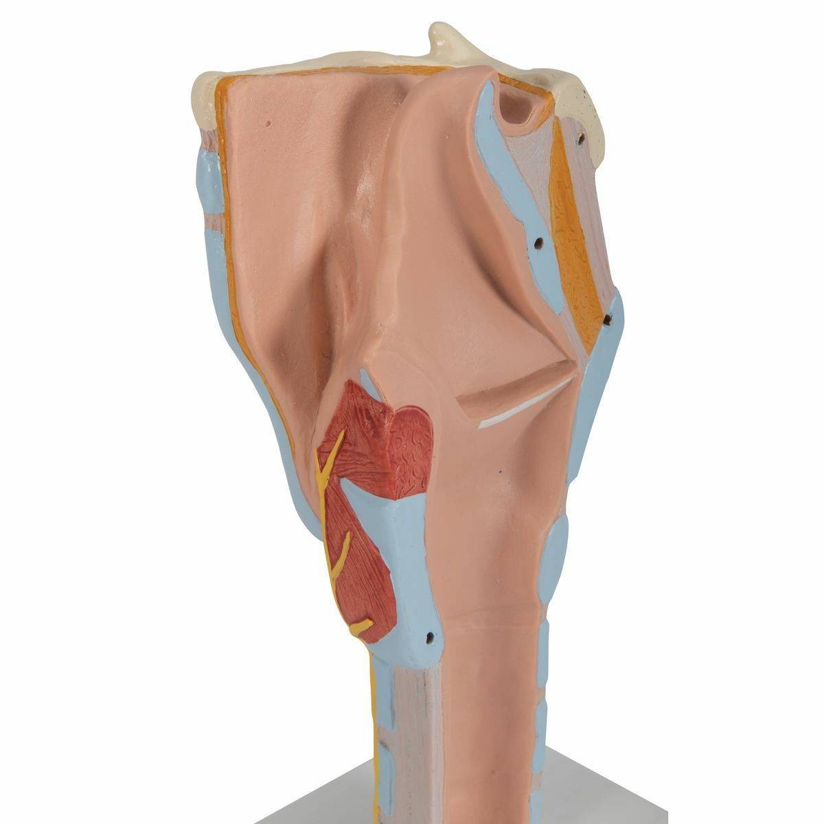 3B Scientific Larynx Anatomy Model (7 Parts) | Anatomy Warehouse