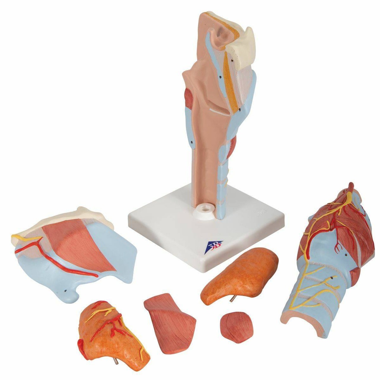 Larynx Anatomy Model 7 Parts