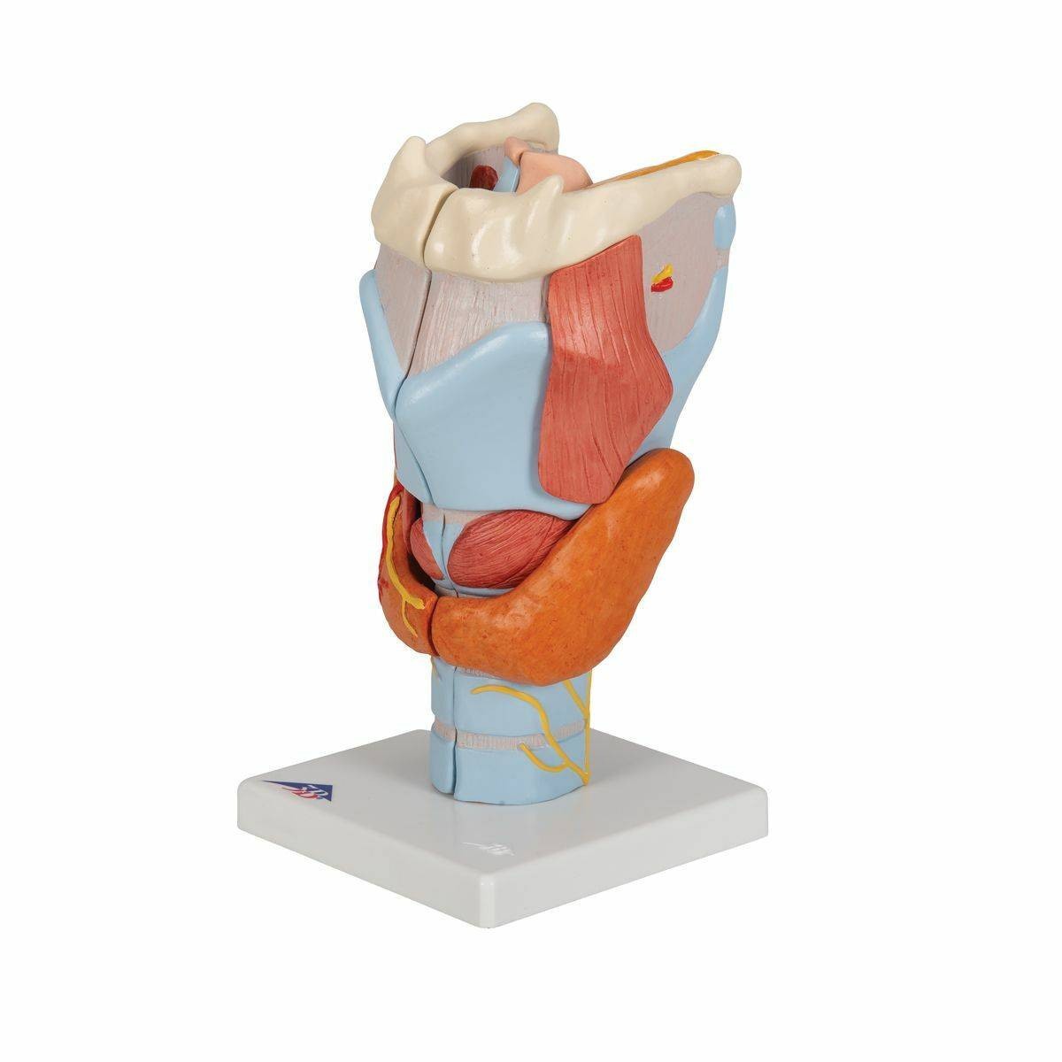 3B Scientific Larynx Anatomy Model (7 Parts) | Anatomy Warehouse
