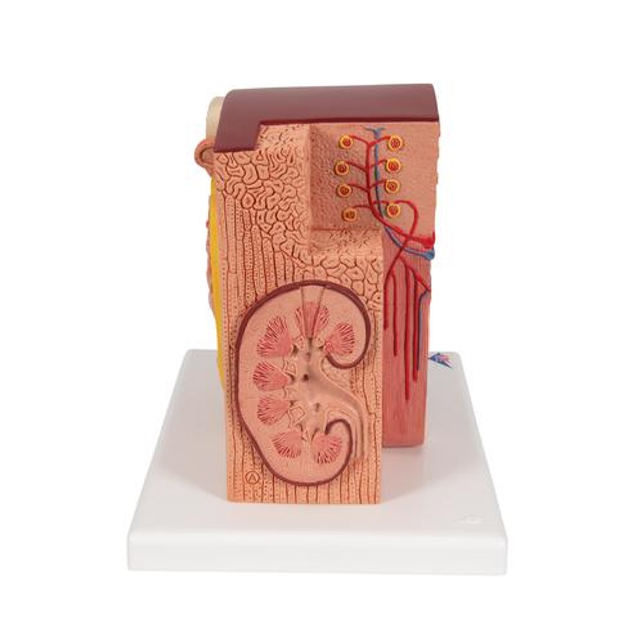 3B Microanatomy Kidney Anatomy Model