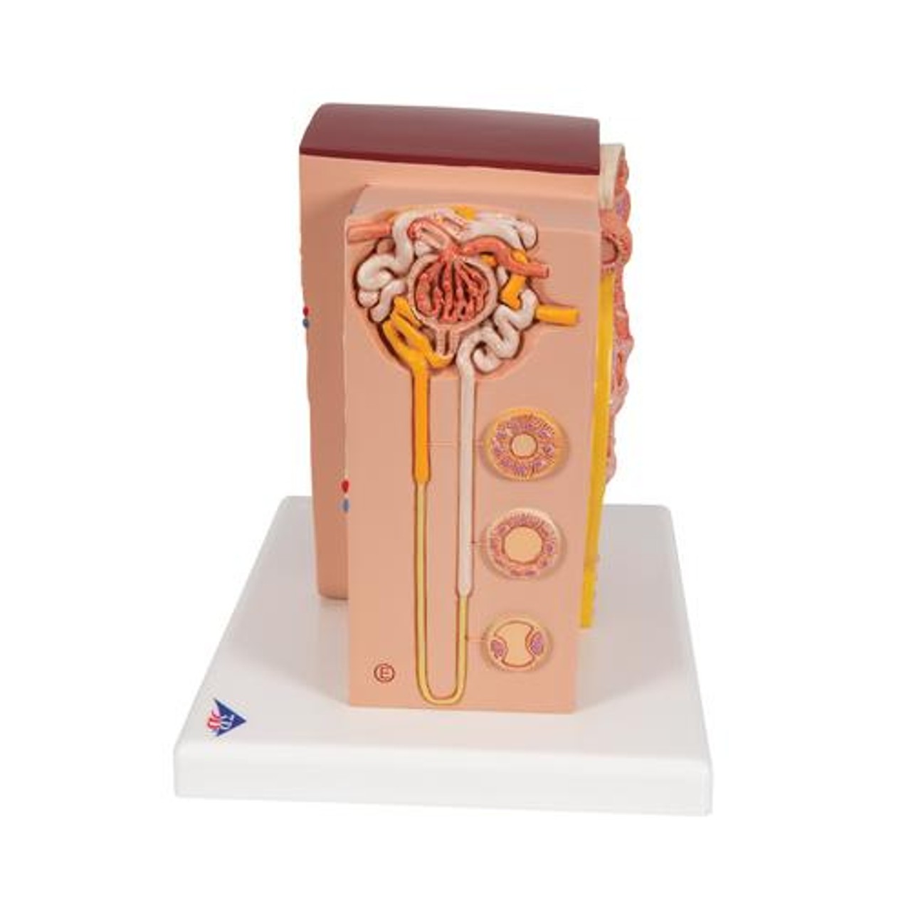 3B Microanatomy Kidney Anatomy Model
