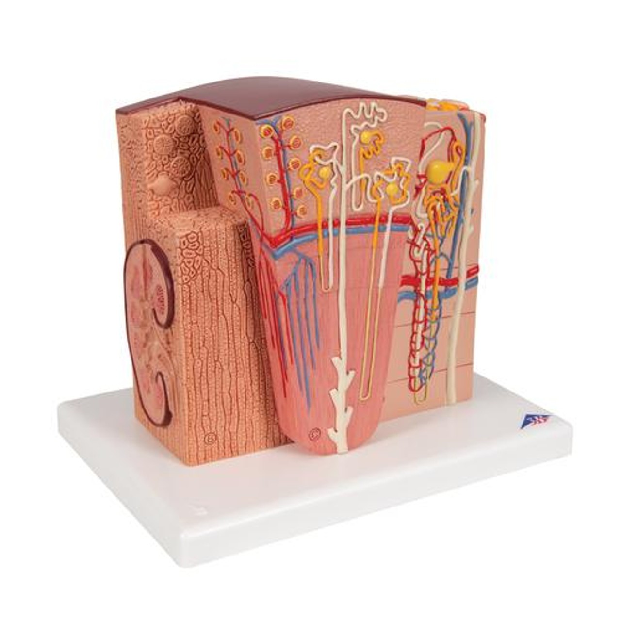3B Microanatomy Kidney Anatomy Model