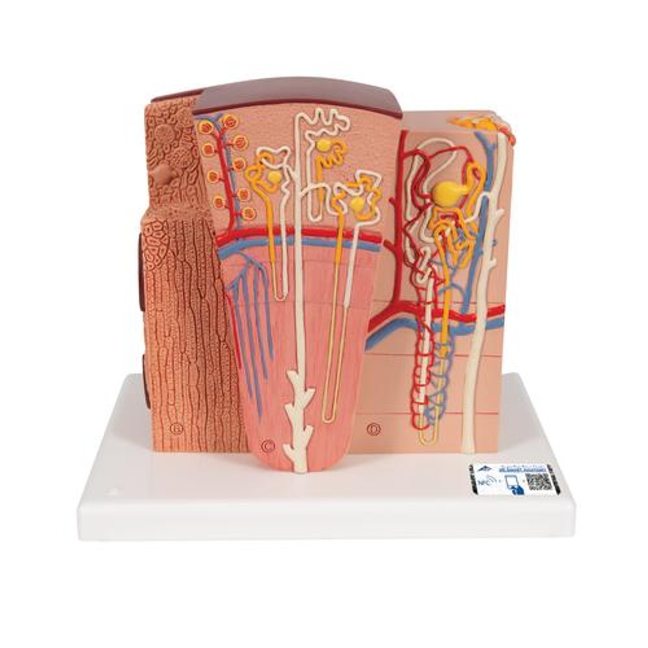 3B Microanatomy Kidney Anatomy Model