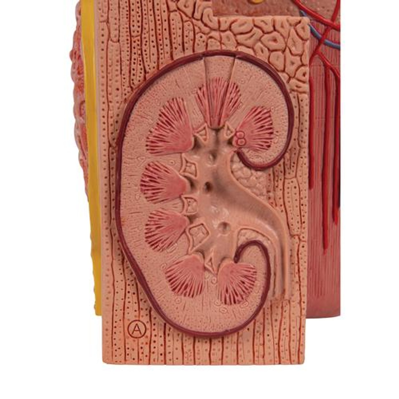 3B Microanatomy Kidney Anatomy Model