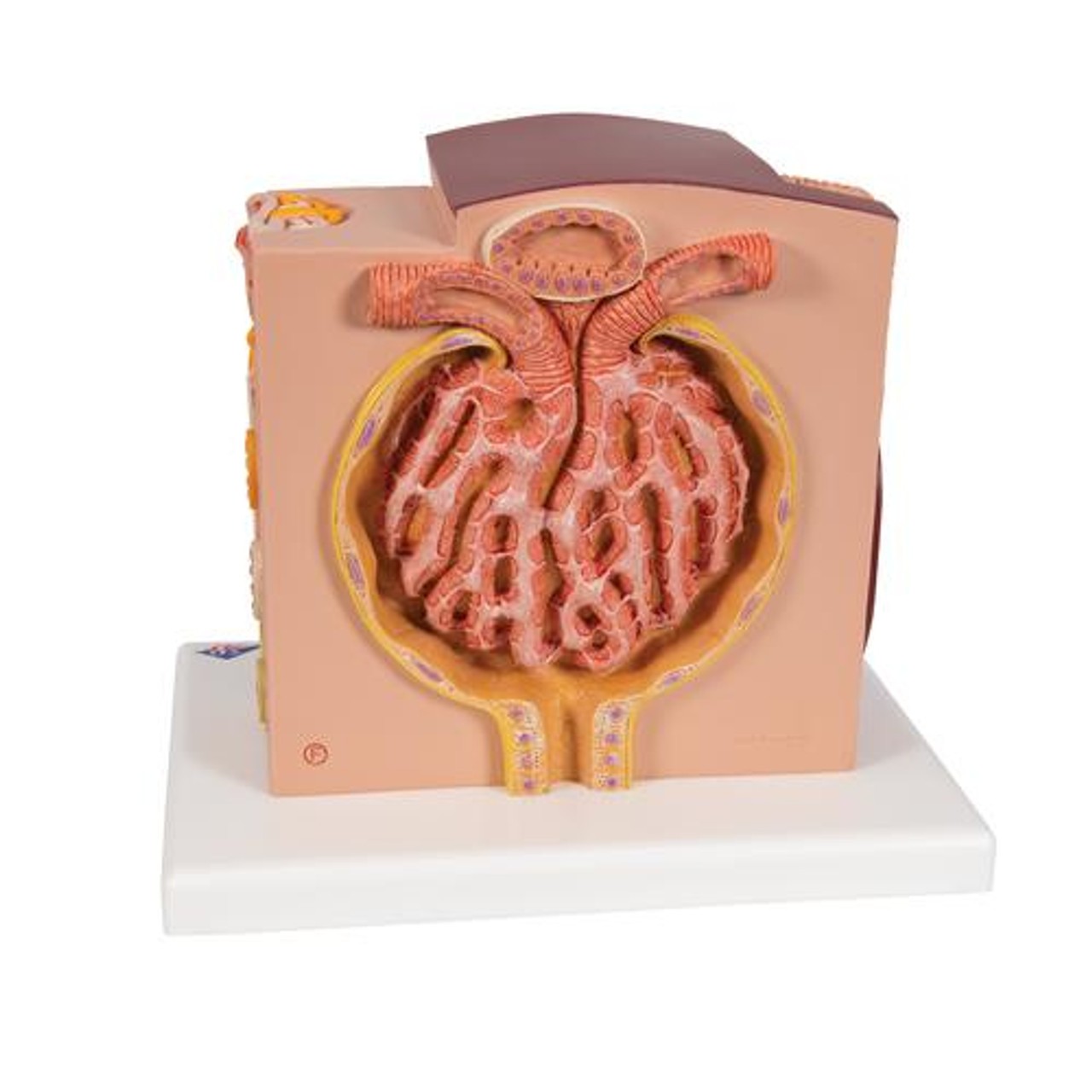 3B Microanatomy Kidney Anatomy Model