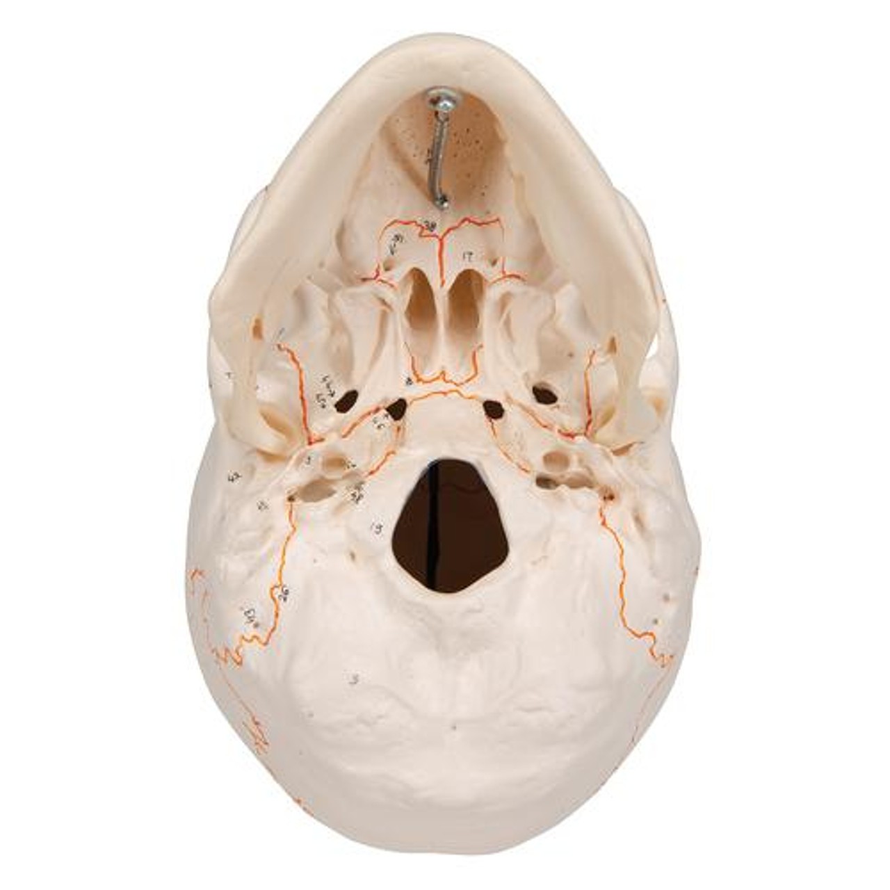 Classic Human Skull Anatomy Model 3 Parts With Opened Lower Jaw - Bottom View