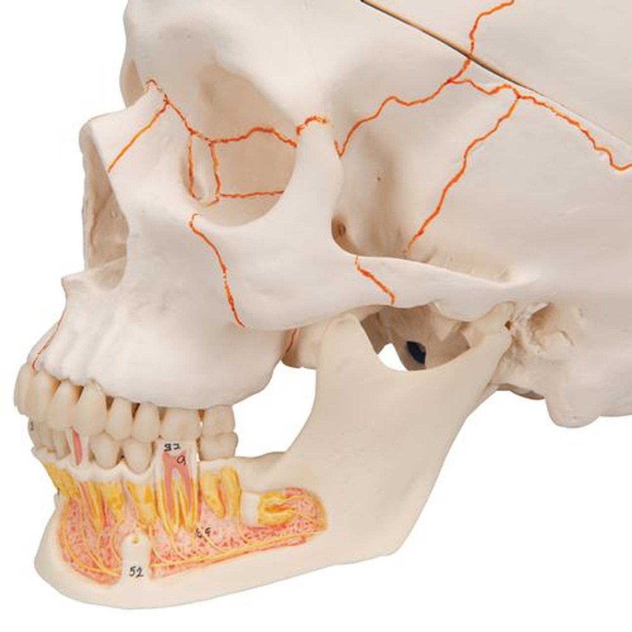 Classic Human Skull Anatomy Model 3 Parts With Opened Lower Jaw - Detailed View
