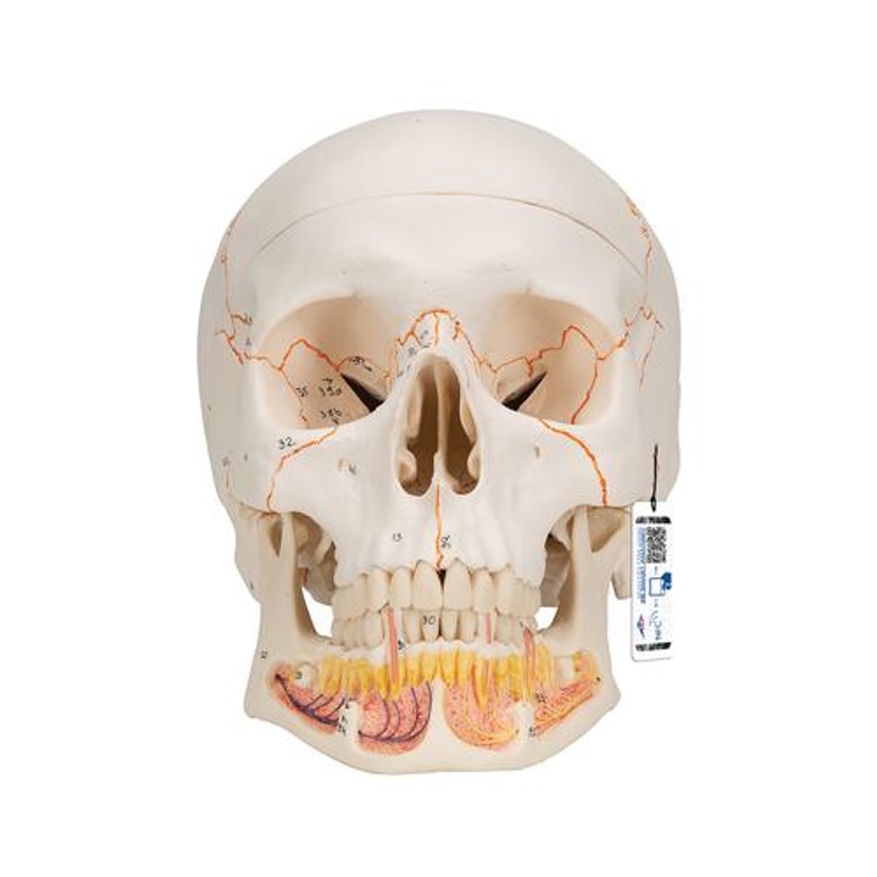 Classic Human Skull Anatomy Model 3 Parts With Opened Lower Jaw