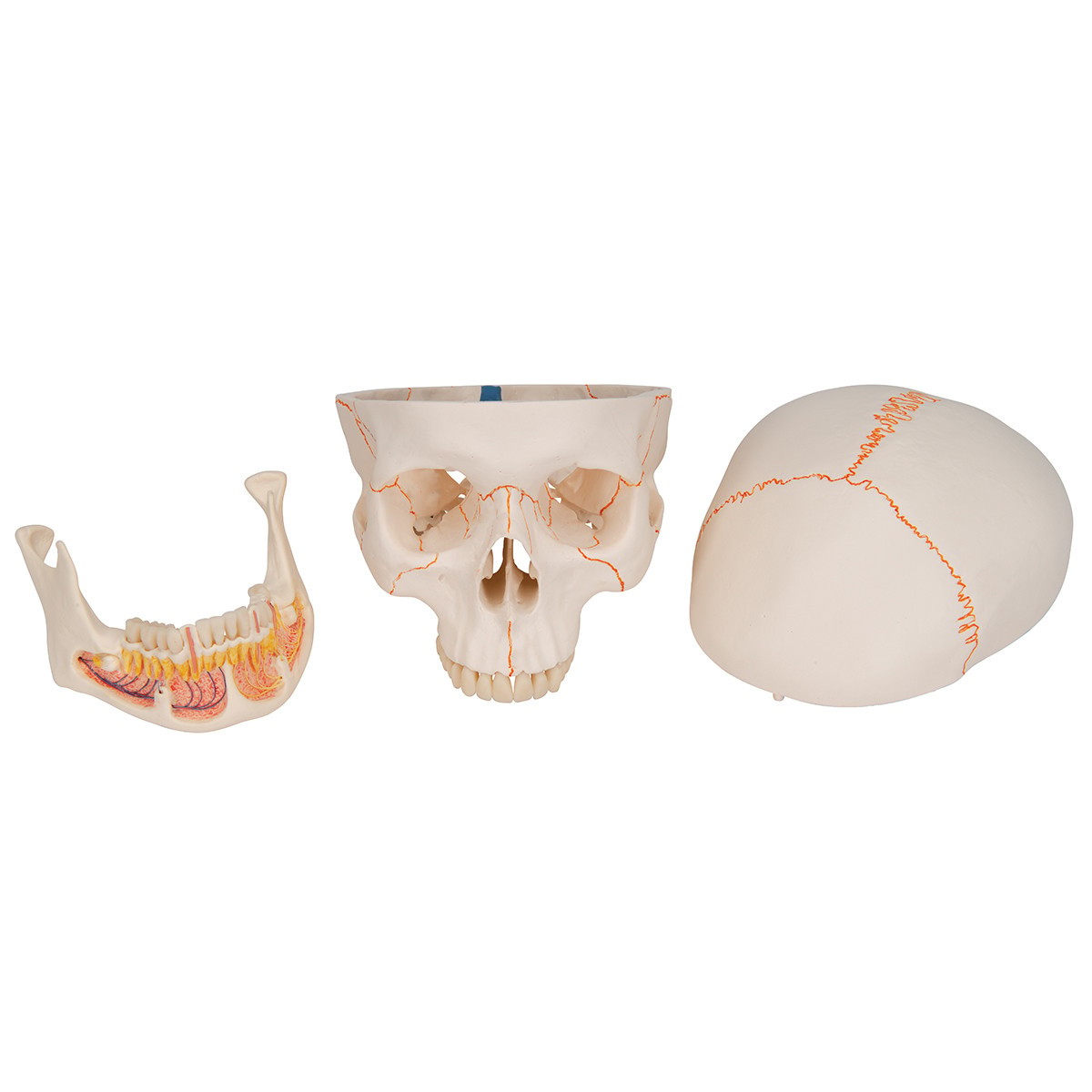 Classic Human Skull Anatomy Model 3 Parts With Opened Lower Jaw