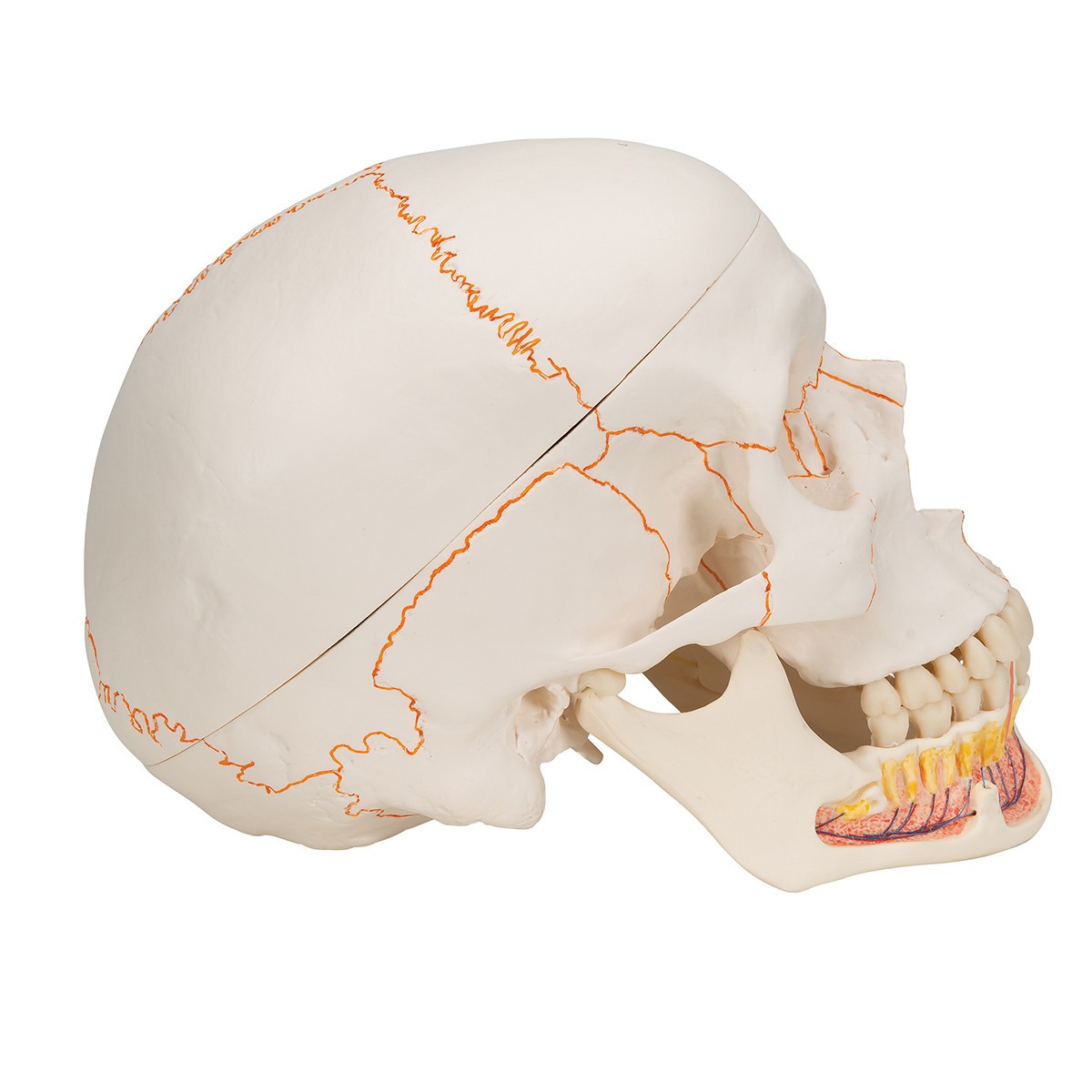 Classic Human Skull Anatomy Model 3 Parts With Opened Lower Jaw