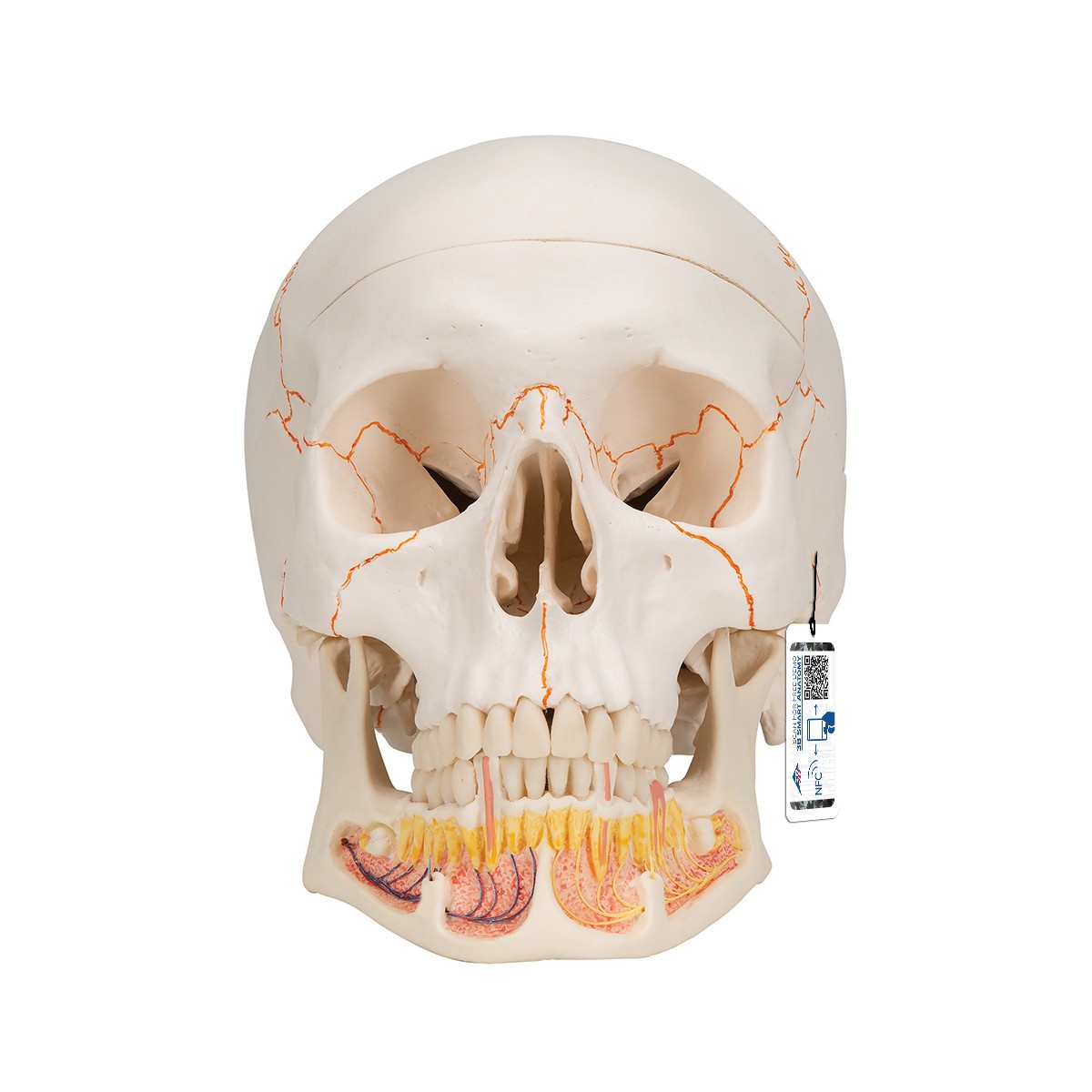 Classic Human Skull Anatomy Model 3 Parts With Opened Lower Jaw