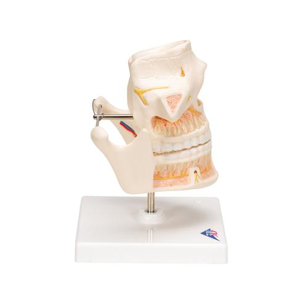 Adult Dentures Anatomy Model