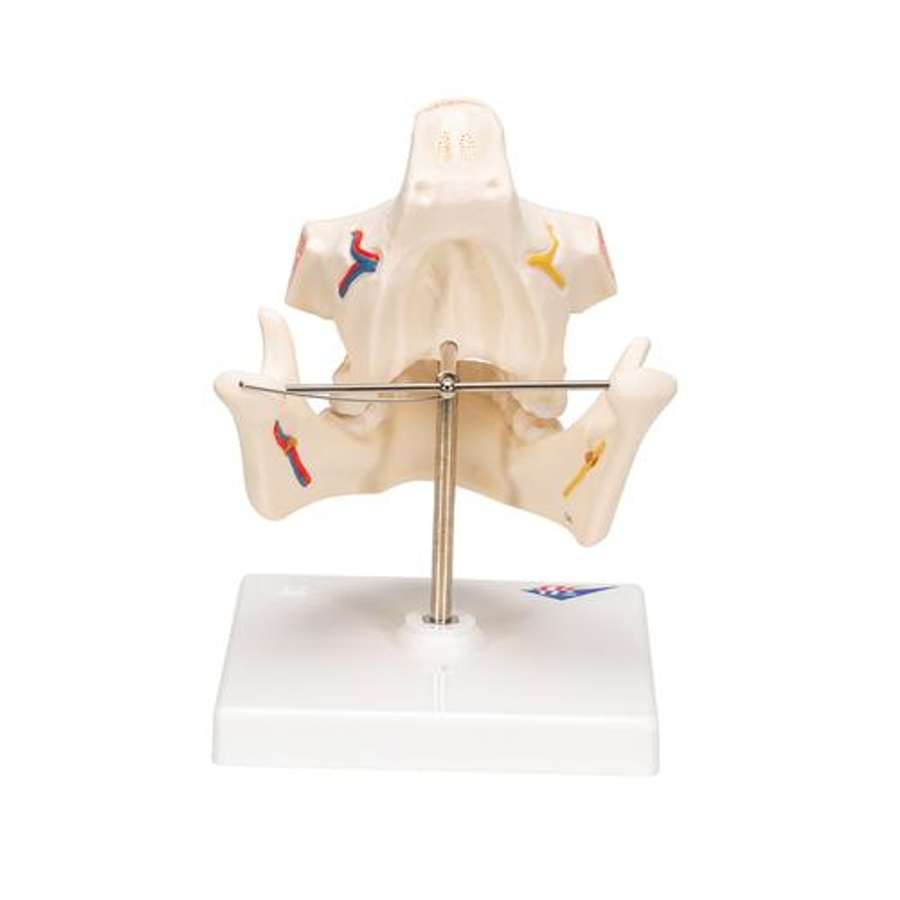 Adult Dentures Anatomy Model