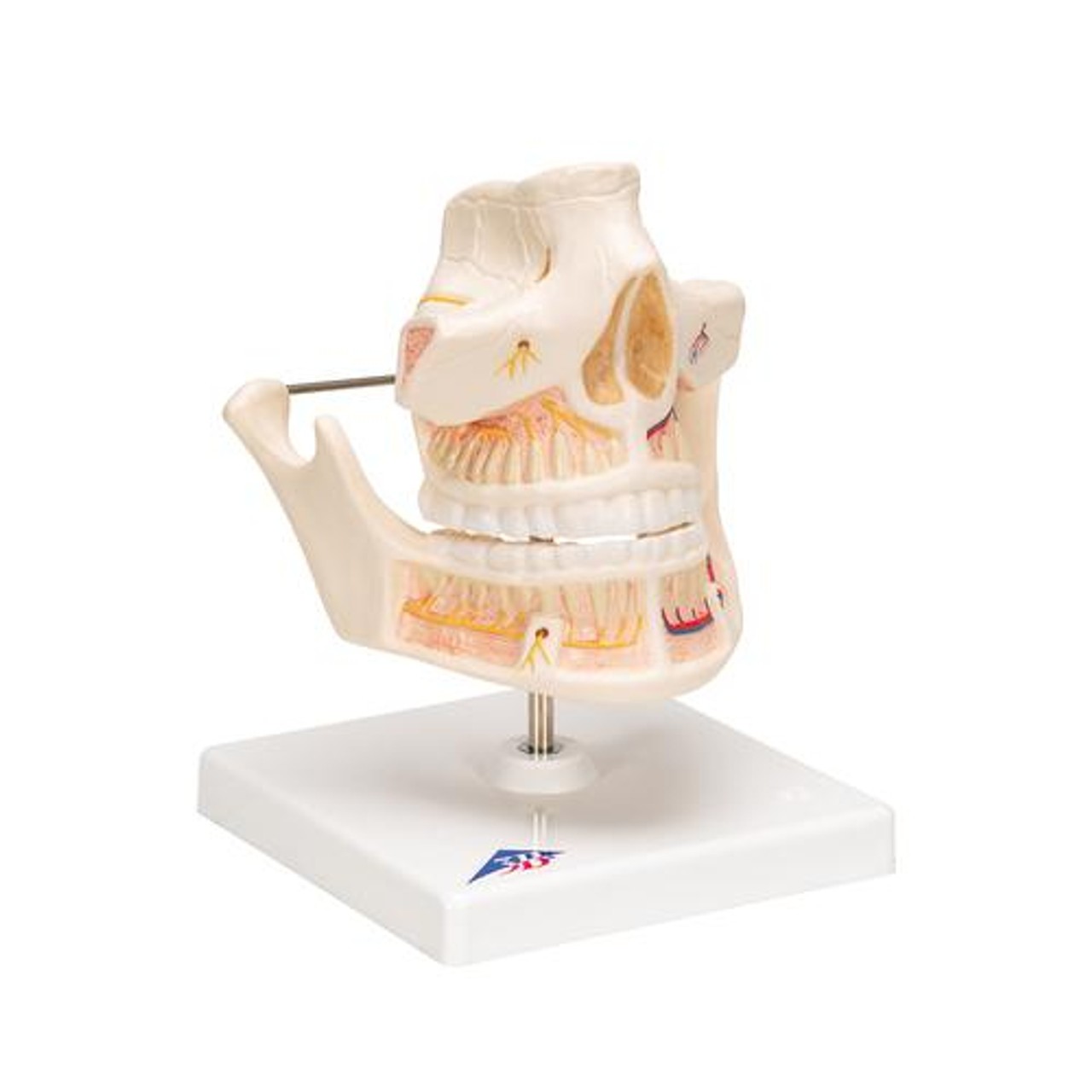 Adult Dentures Anatomy Model