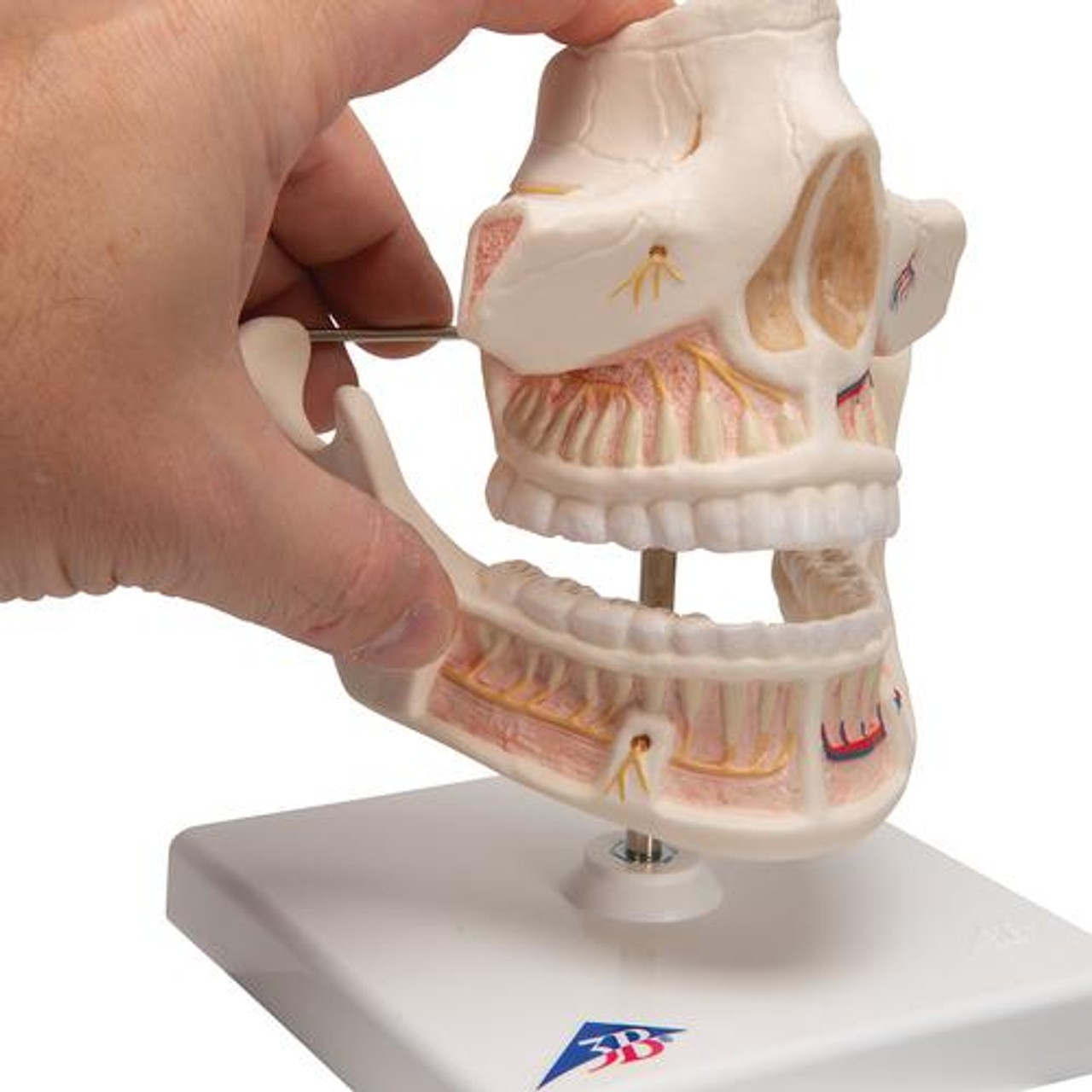 3B Scientific Adult Dentures Anatomy Model | Anatomy Warehouse