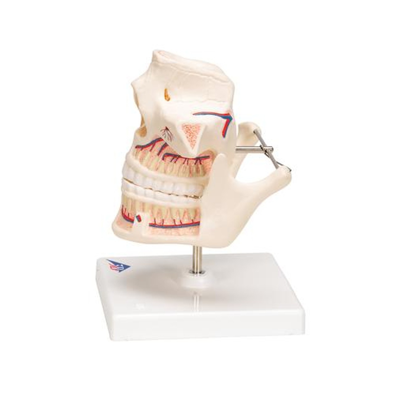 Adult Dentures Anatomy Model